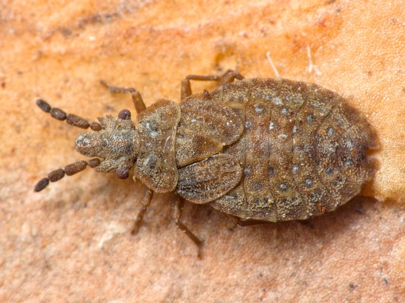 Aradus cinnamomeus Panzer, 1806